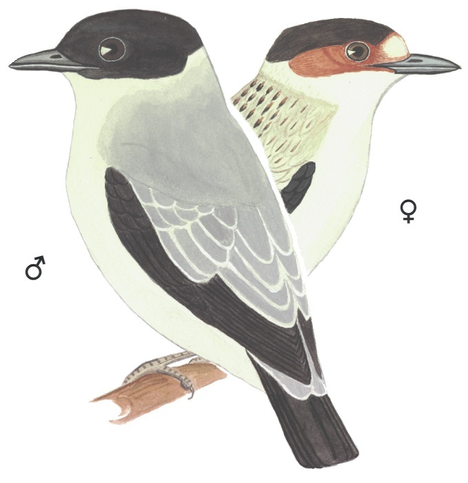 Historical image associated with Black-crowned Tityra