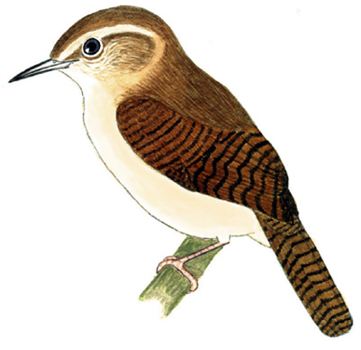 Historical image associated with House Wren