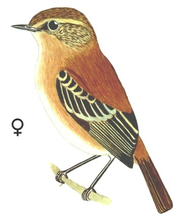 Historical image associated with Bearded Tachuri