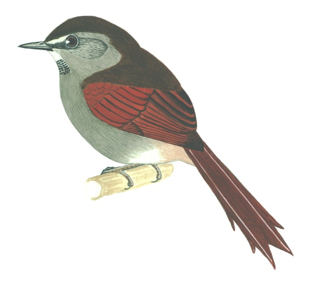 Historical image associated with Gray-bellied Spinetail