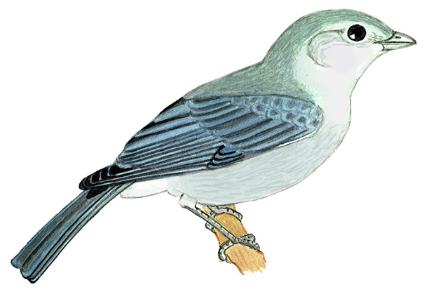 Historical image associated with Sayaca Tanager