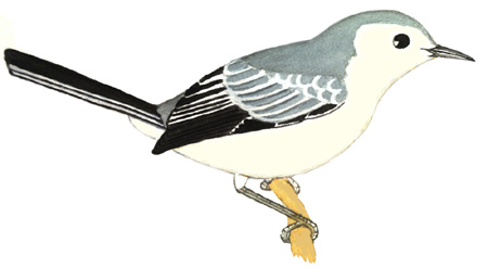 Historical image associated with Creamy-bellied Gnatcatcher