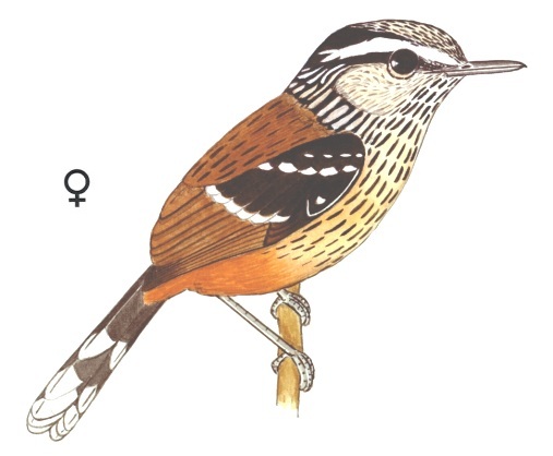 Historical image associated with Ochre-rumped Antbird