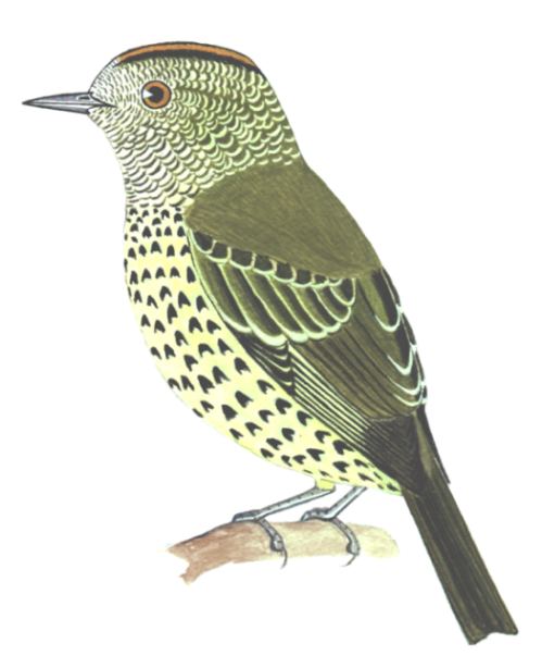 Historical image associated with Sharpbill