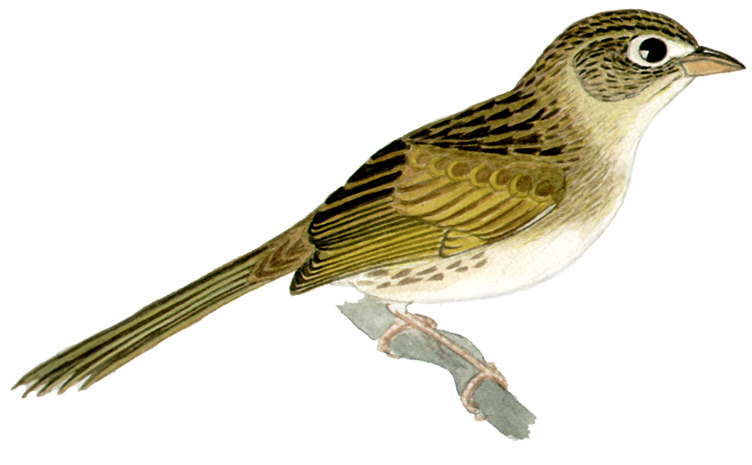Historical image associated with Wedge-tailed Grass-Finch