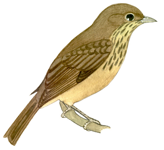 Historical image associated with Black-goggled Tanager