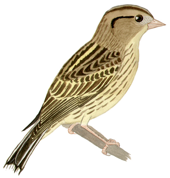 Historical image associated with Bobolink