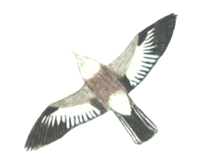 Historical image associated with White-rumped Monjita