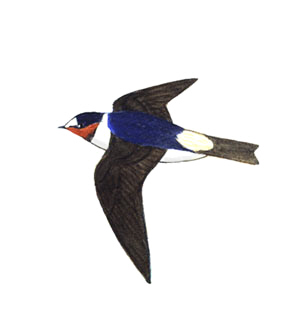 Historical image associated with Cliff Swallow
