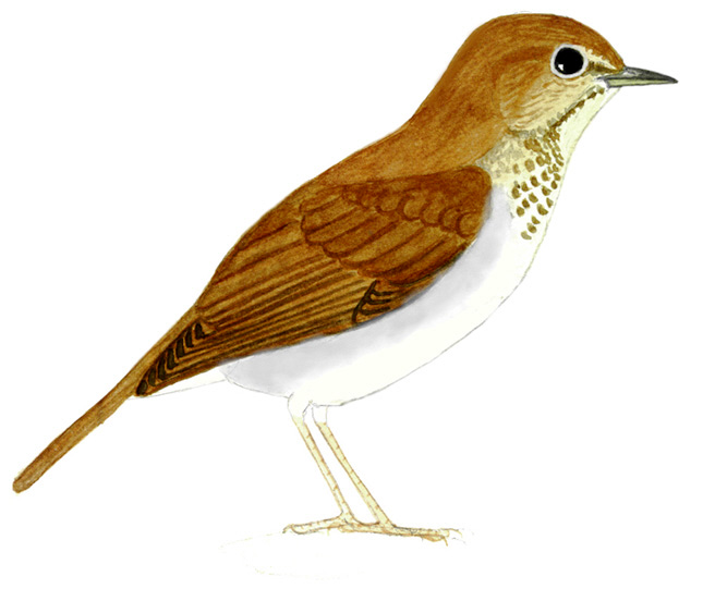 Historical image associated with Veery