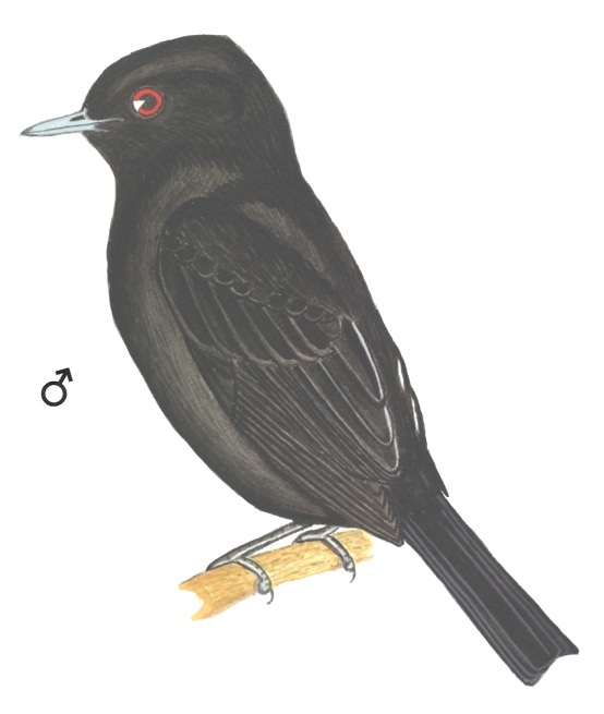 Historical image associated with Blue-billed Black-Tyrant