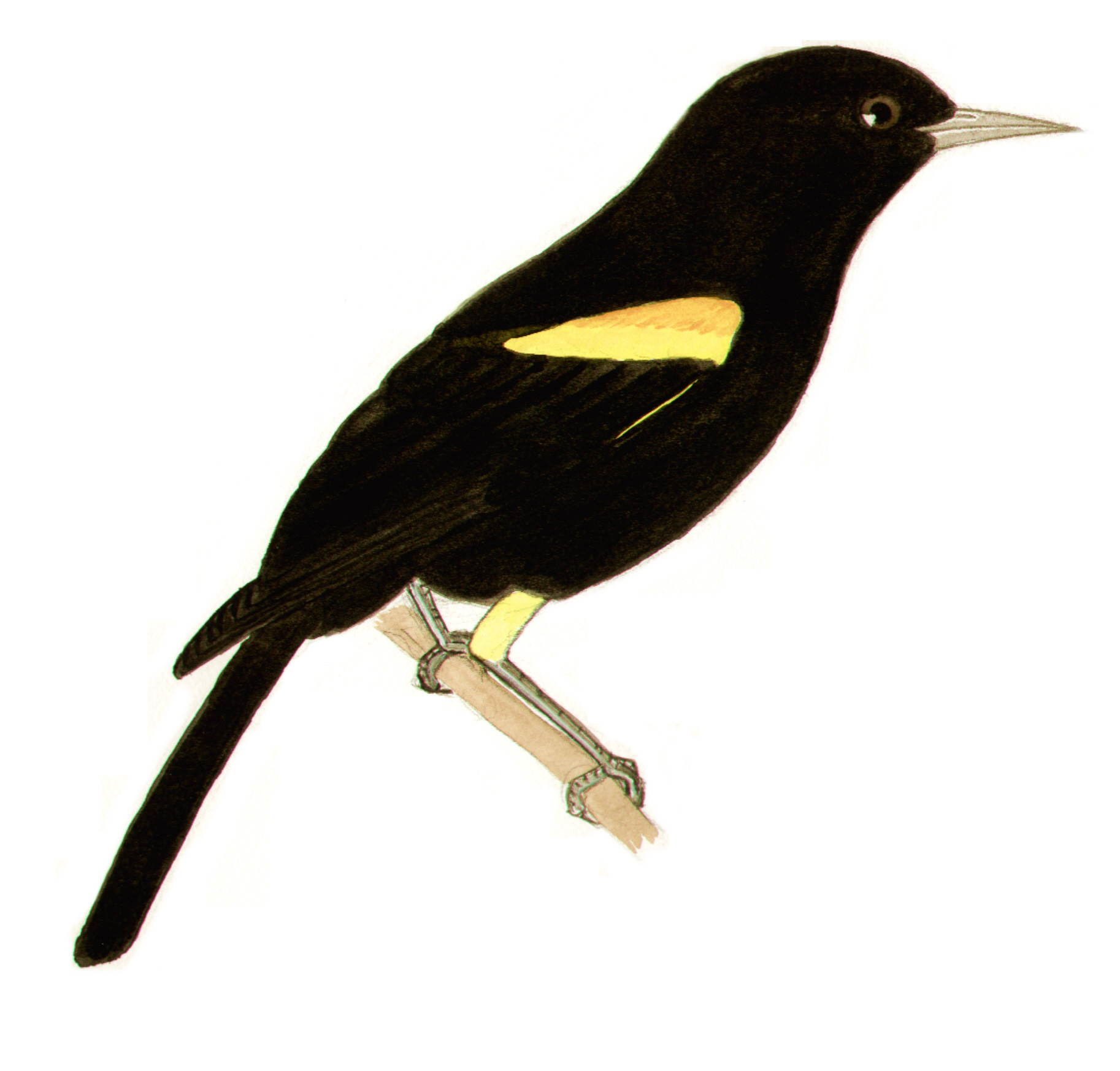 Historical image associated with Epaulet Oriole
