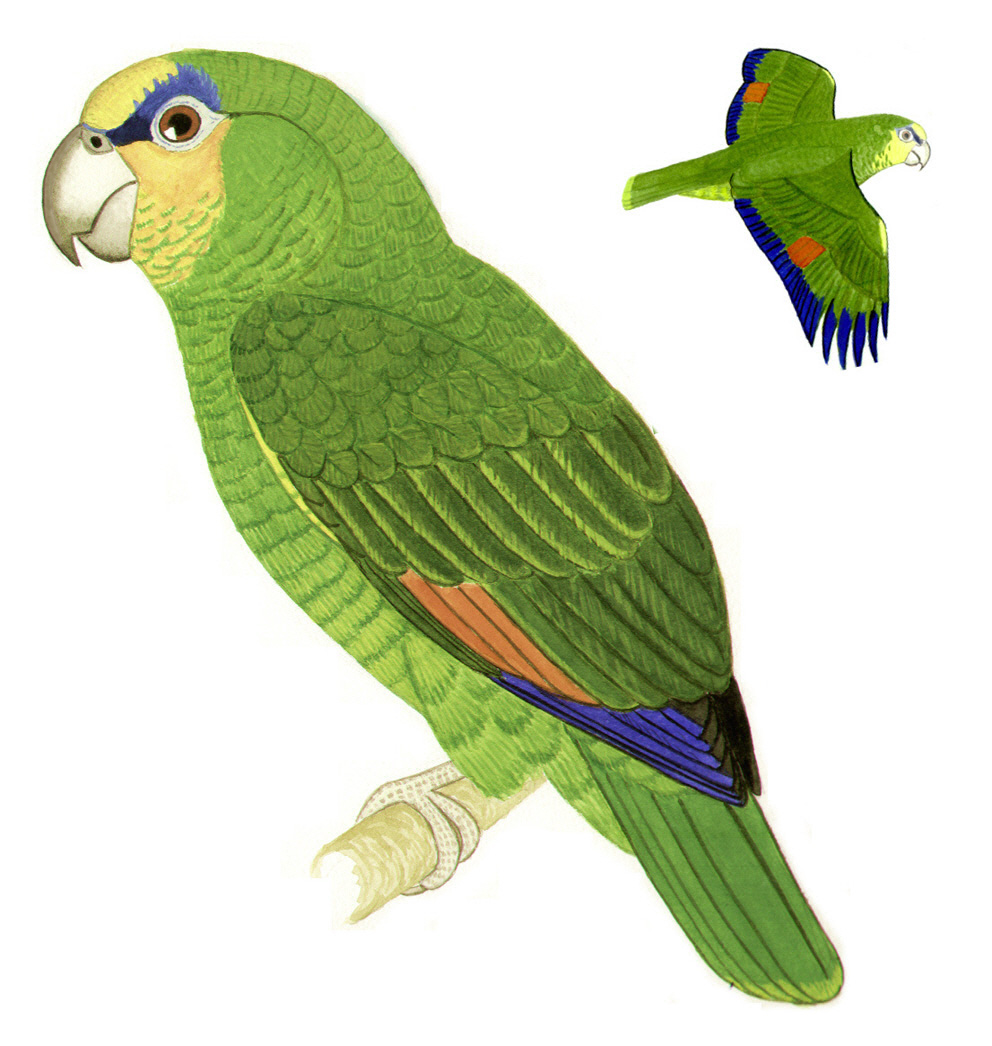 Historical image associated with Orange-winged Parrot
