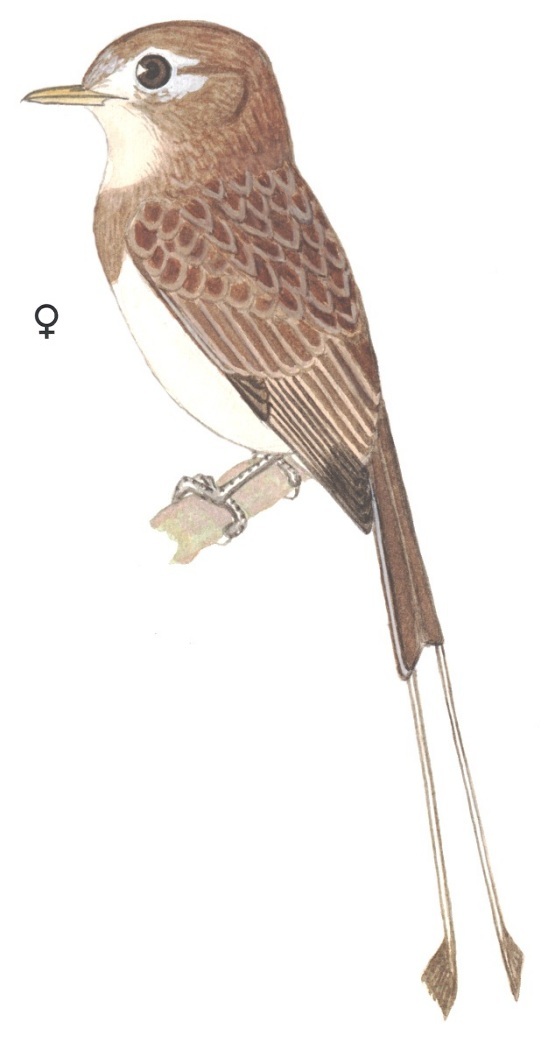 Historical image associated with Strange-tailed Tyrant
