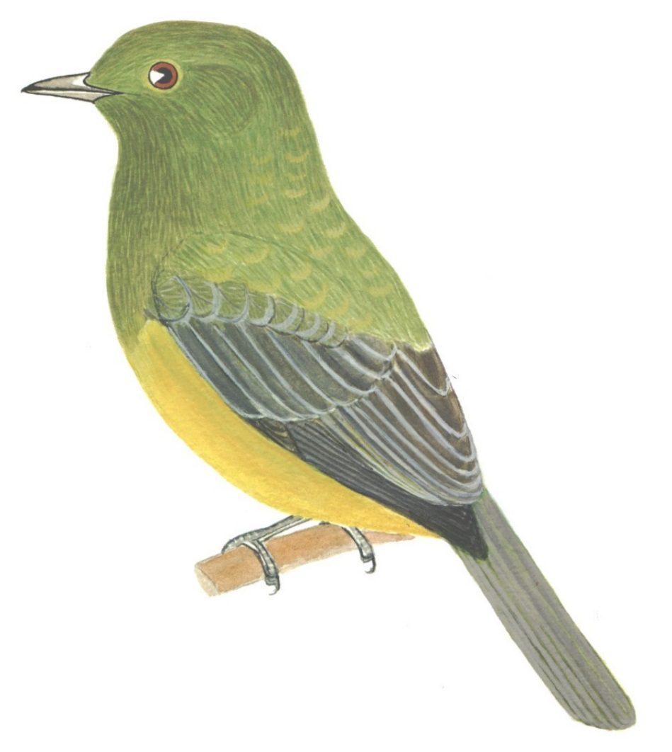 Historical image associated with Gray-winged Cotinga