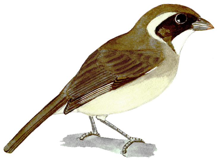 Historical image associated with Golden-billed Saltator