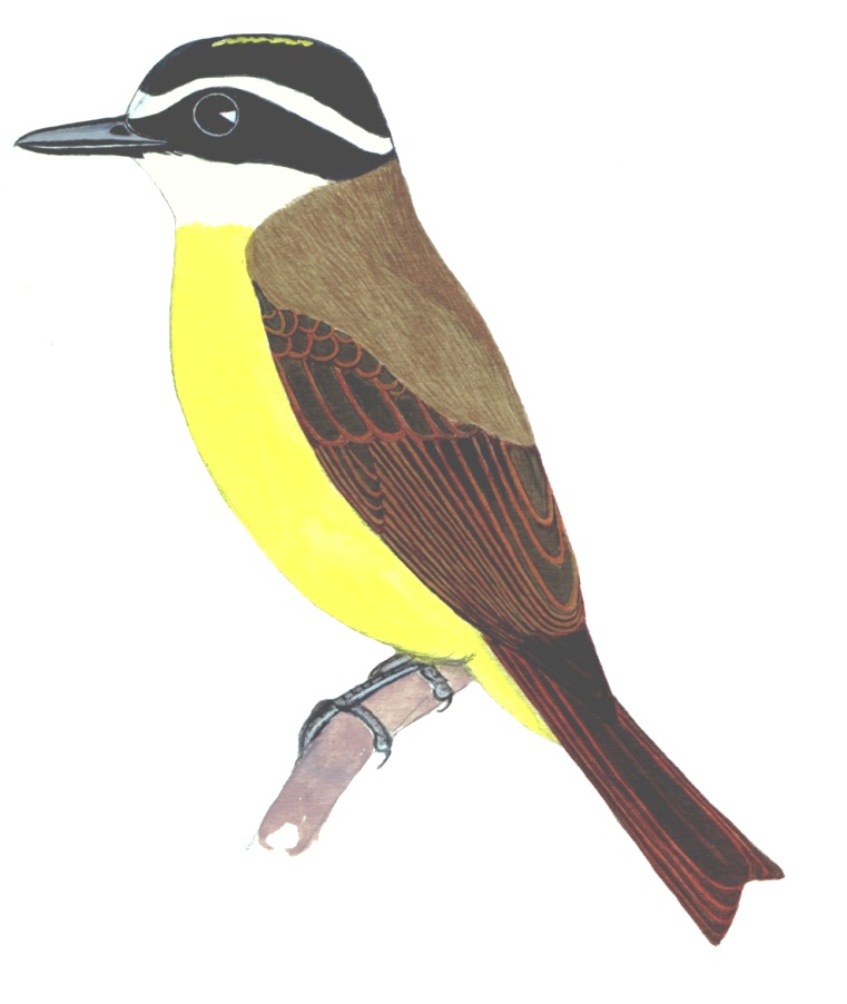 Historical image associated with Great Kiskadee
