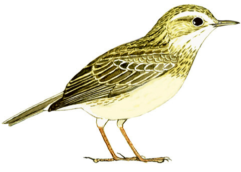 Historical image associated with Yellowish Pipit