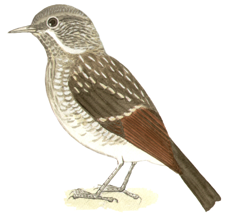 Historical image associated with Pale-breasted Thrush