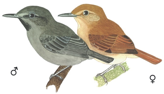 Historical image associated with Unicolored Antwren
