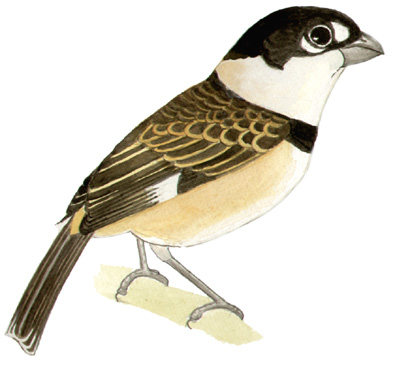 Historical image associated with Rusty-collared Seedeater