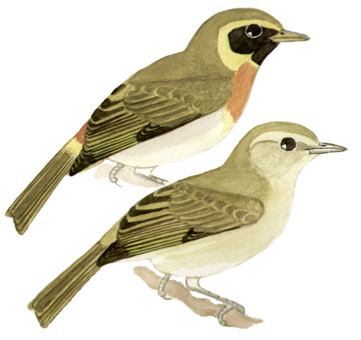 Historical image associated with Guira Tanager