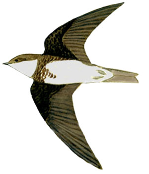 Historical image associated with Brown-chested Martin