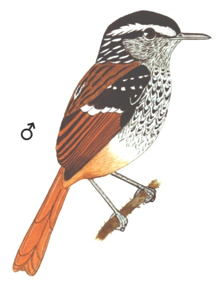 Historical image associated with Rufous-tailed Antbird