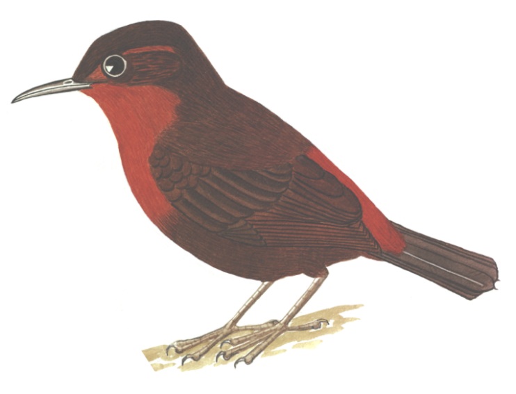 Historical image associated with Tawny-throated Leafscraper