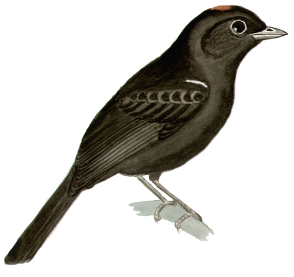Historical image associated with Ruby-crowned Tanager