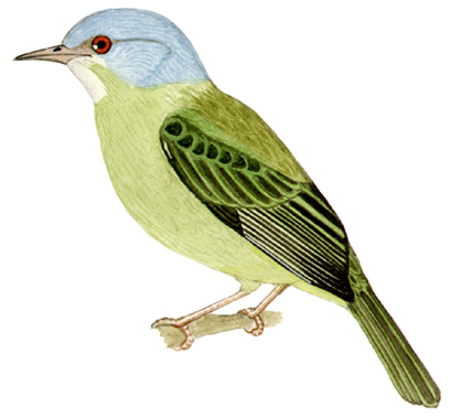 Historical image associated with Blue Dacnis