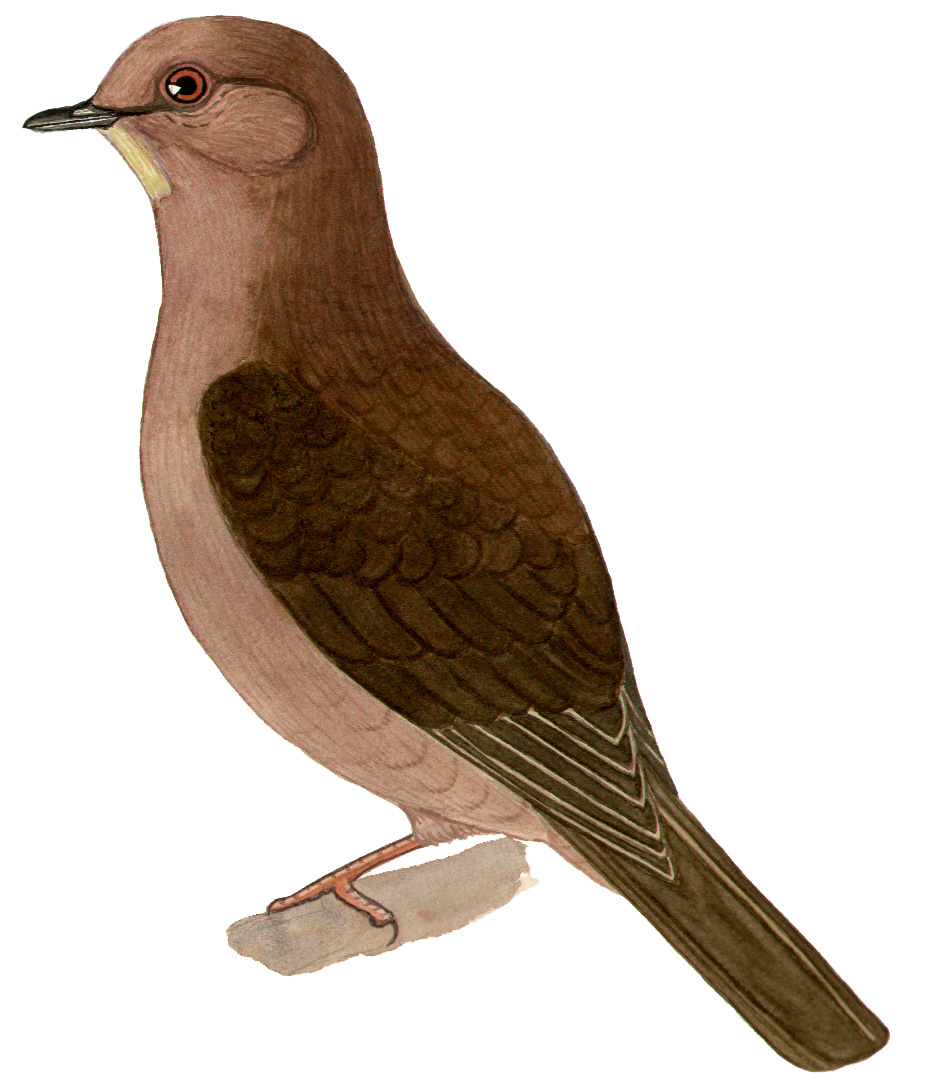 Historical image associated with Plumbeous Pigeon