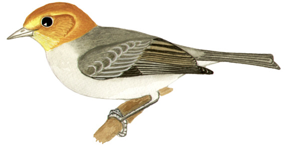 Historical image associated with Orange-headed Tanager