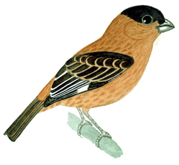 Historical image associated with Capped Seedeater