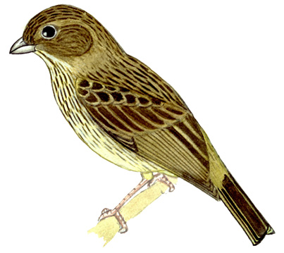 Historical image associated with Stripe-tailed Yellow-Finch