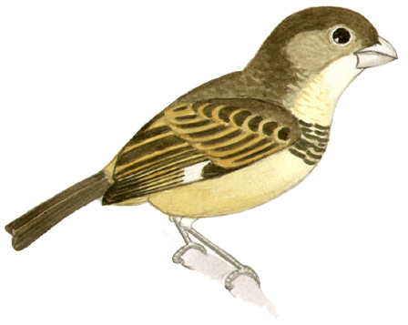 Historical image associated with Rusty-collared Seedeater