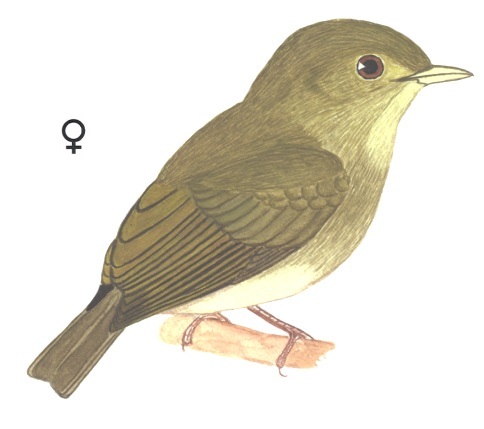 Historical image associated with Red-headed Manakin
