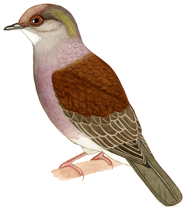 Historical image associated with Pale-vented Pigeon