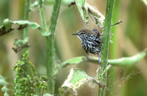 Historical image associated with "Silveira's" Antwren