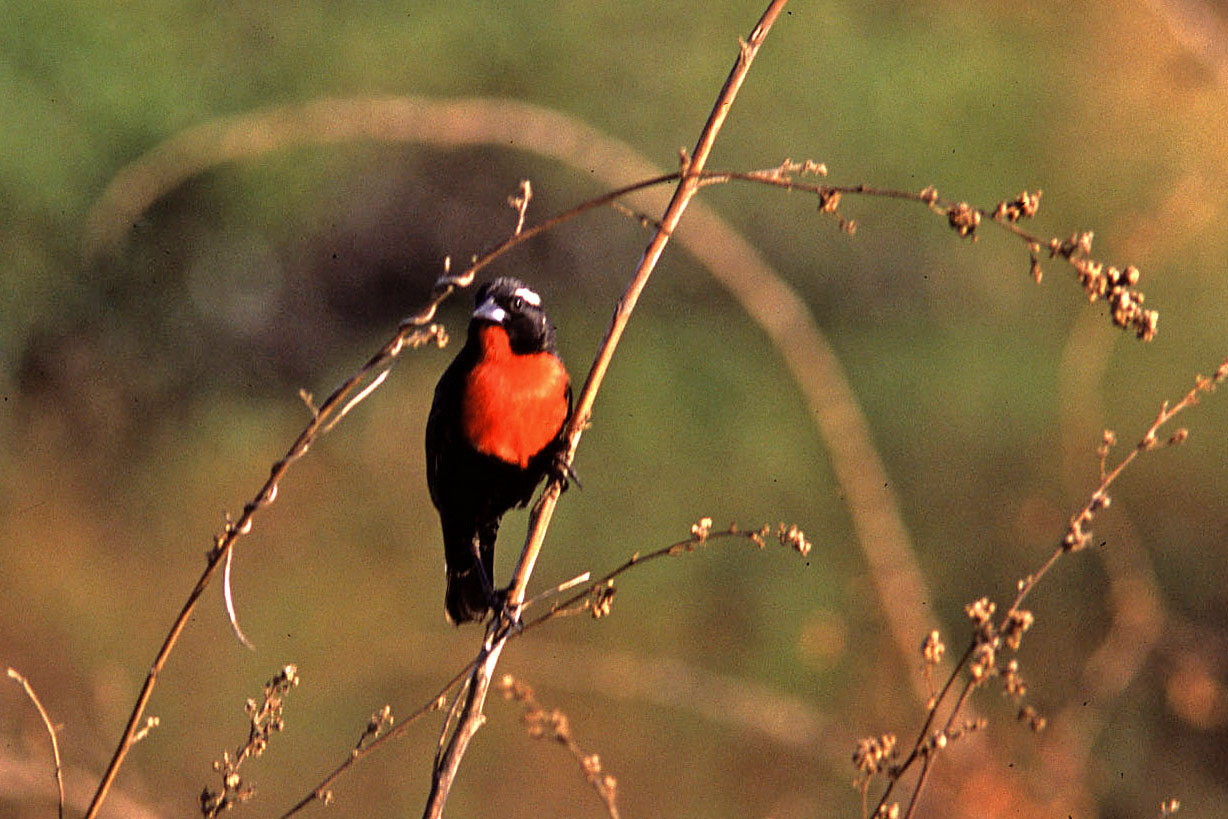 Historical image associated with White-browed Blackbird