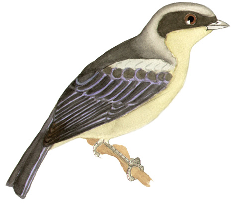 Historical image associated with Fawn-breasted Tanager