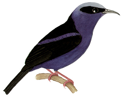 Historical image associated with Red-legged Honeycreeper