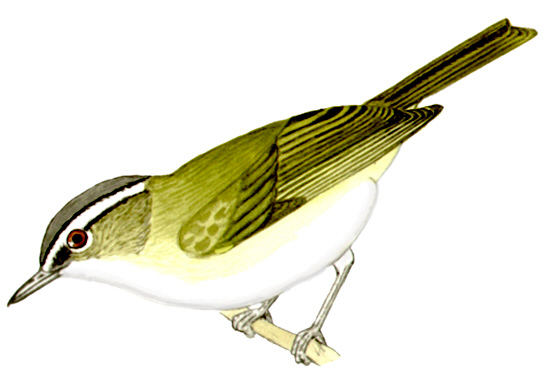 Historical image associated with Red-eyed Vireo