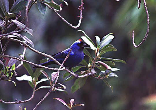 Historical image associated with Diademed Tanager