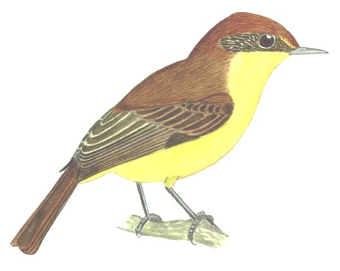 Historical image associated with Warbling Doradito