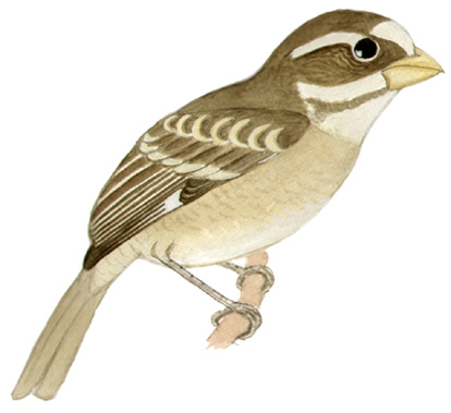 Historical image associated with Buffy-fronted Seedeater