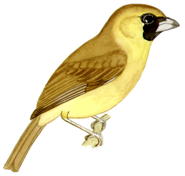 Historical image associated with Yellow-green Grosbeak