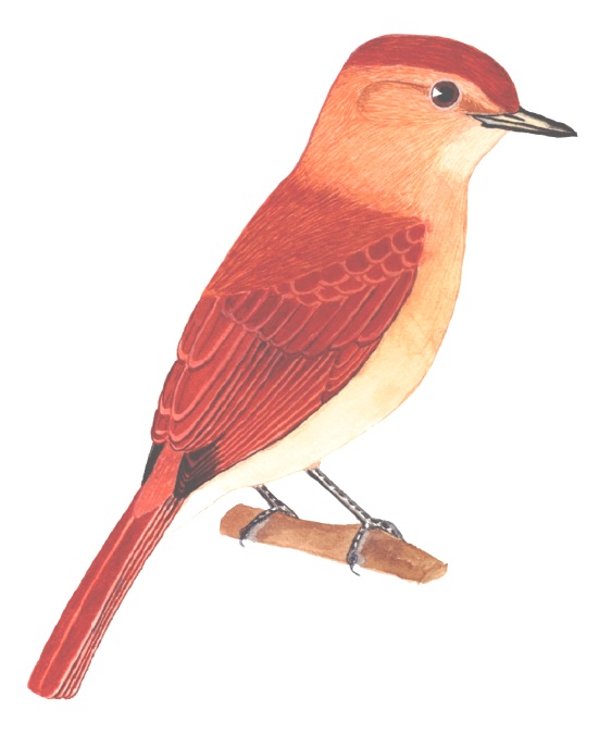 Historical image associated with Rufous Casiornis
