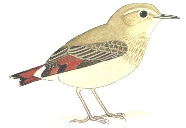 Historical image associated with Campo Miner