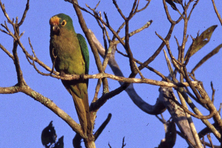 Historical image associated with Peach-fronted Parakeet